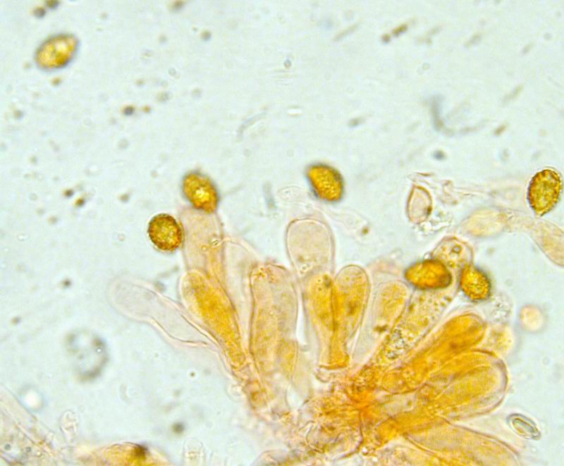 Mycoflora toscana - Cortinarius vernus